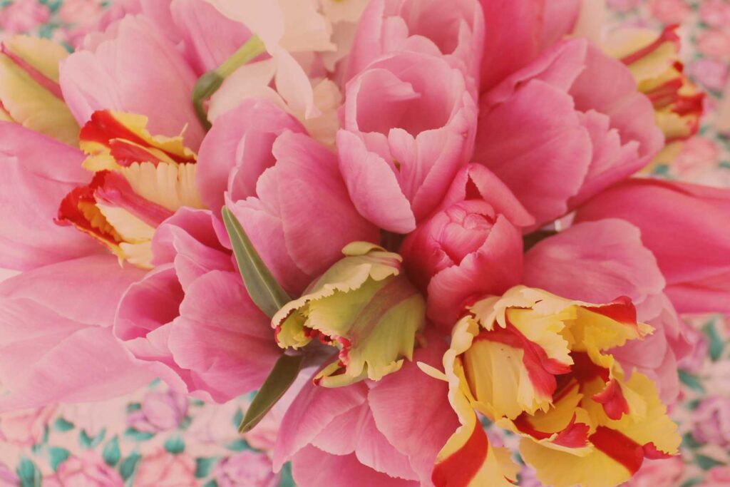 Beautiful pink and yellow flower