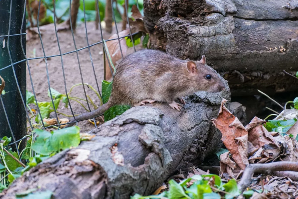 Termite Control Eastern Suburbs: Targeted Treatments for High-Risk Areas

