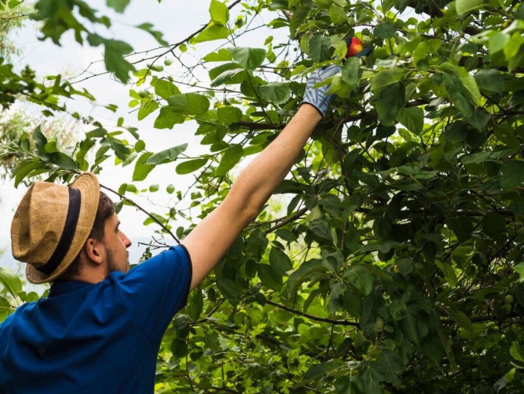 Tree Pruning Cost