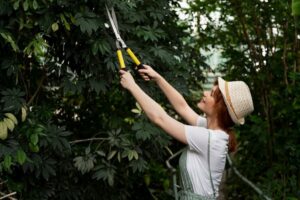 Tree Pruning Services Sydney