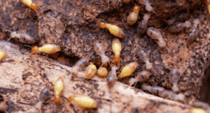 Termite Control Eastern Suburbs: Targeted Treatments for High-Risk Areas