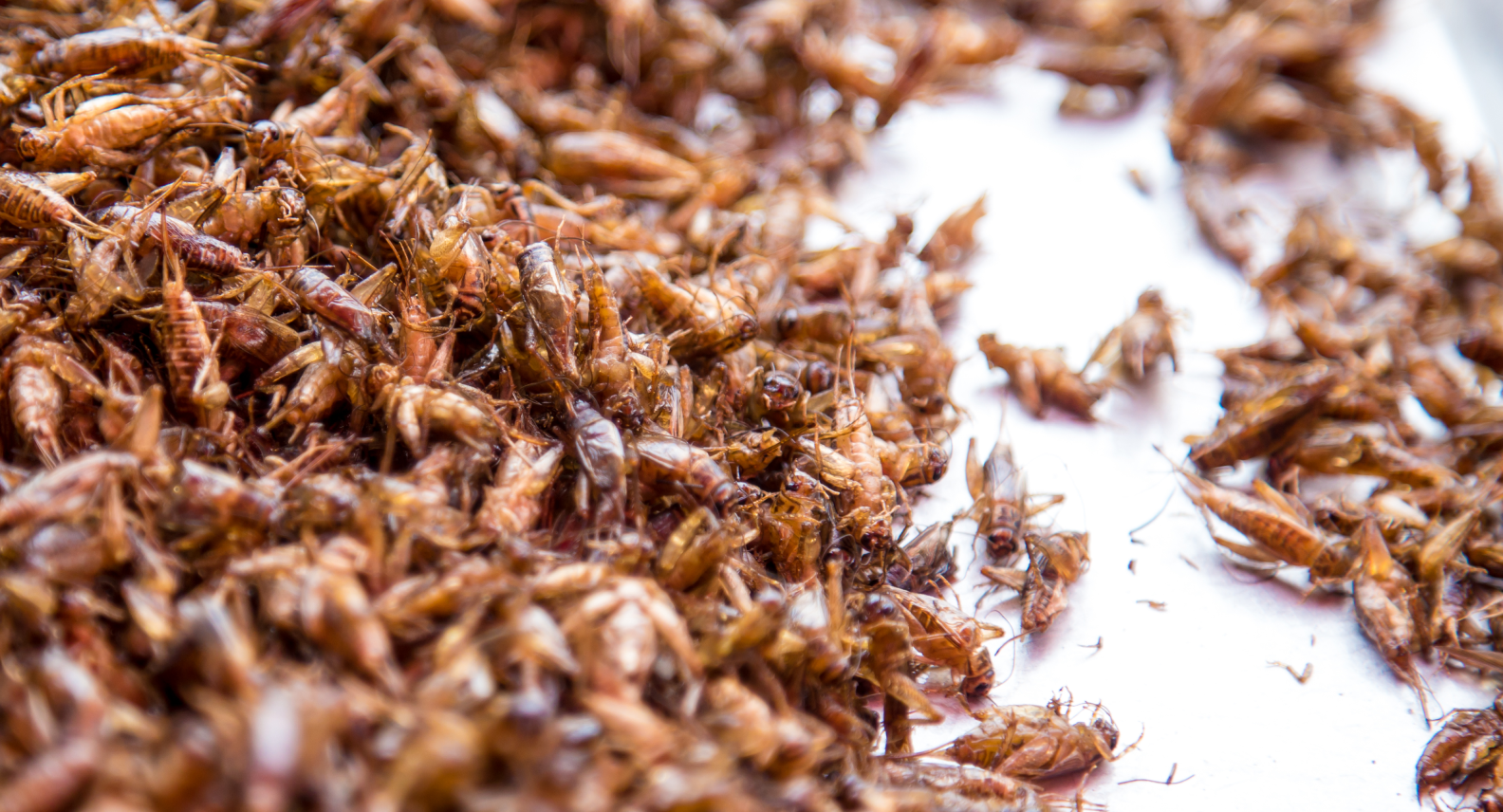 Termite Control Eastern Suburbs: Targeted Treatments for High-Risk Areas

