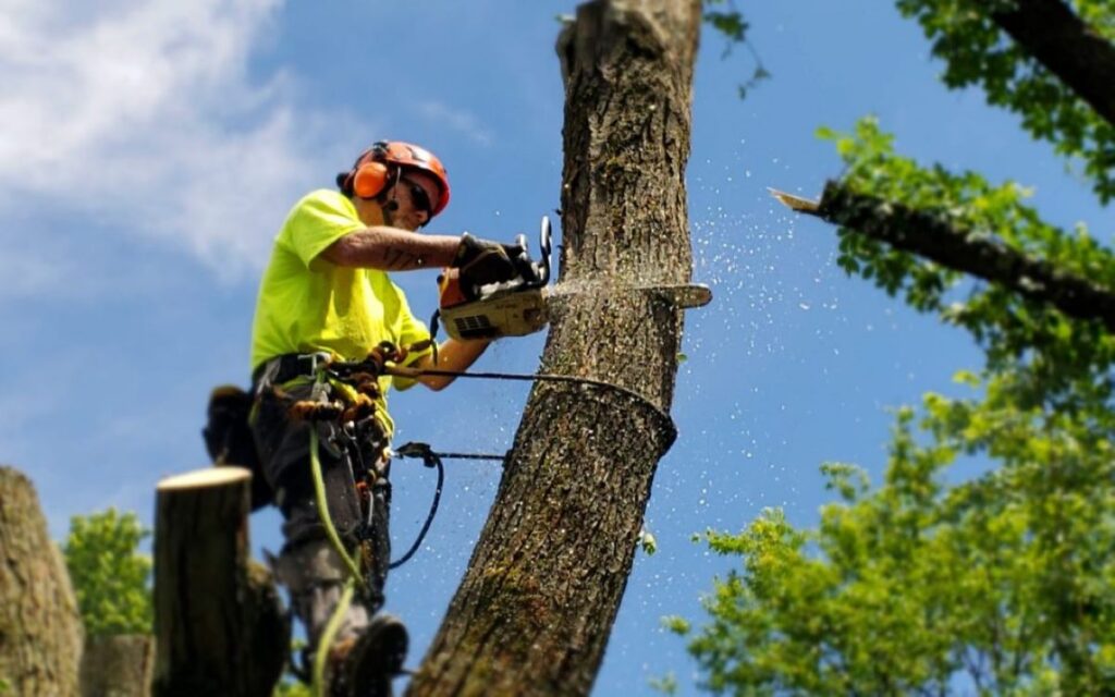 Safety Tips from Experienced Sydney Tree Lopping Professionals